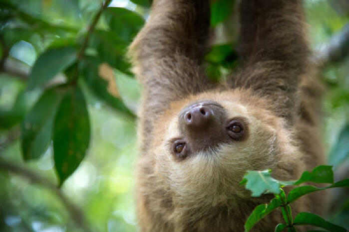 2023 Costa Rica Love Your Playful Life Retreat sloths trees relax