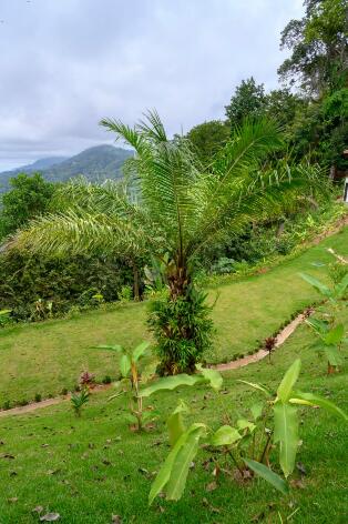 2023 Costa Rica Love Your Playful Life Retreat -palm tree, relax