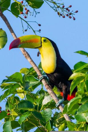 2023 Costa Rica Love Your Playful Life Retreat birds trees, relax